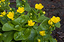 Caltha_palustris_LP0107_10_Godstone