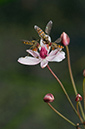 Butomus umbellatus_LP0218_25_Runnymede