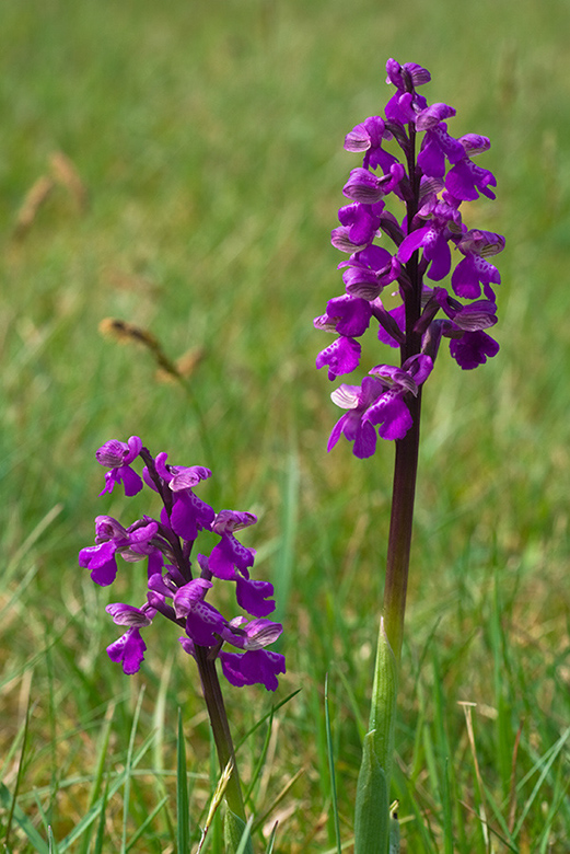 Anacamptis_morio_LP0002_04_Danehill