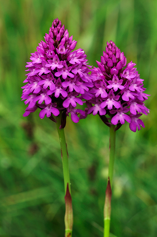 Anacamptis_pyramidalis_LP0274_112_Riddlesdown