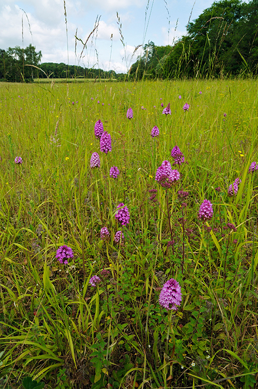 Anacamptis_pyramidalis_LP0373_06_Chipstead