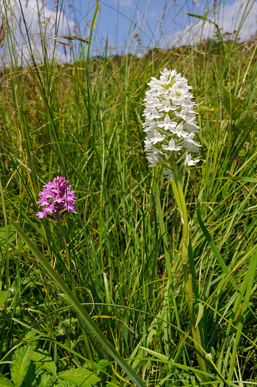 Anacamptis_pyramidalis_LP0318_31_Albury_Downs