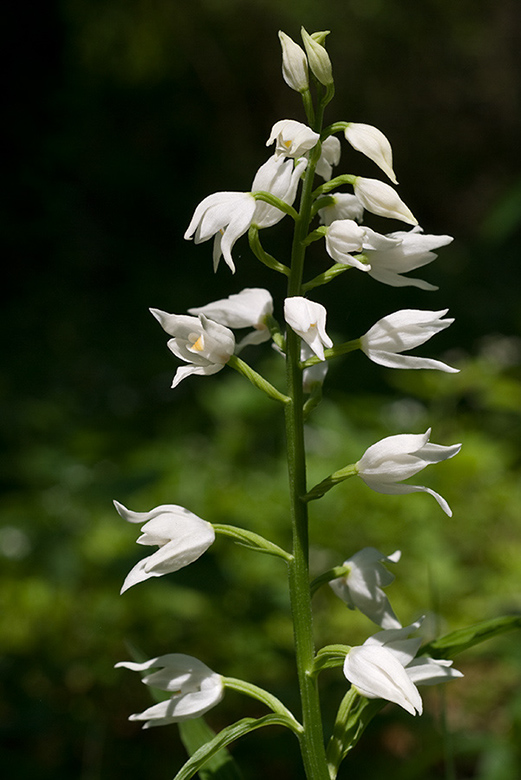 Cephalanthera_longifolia_LP0044_07_Chappets_Copse