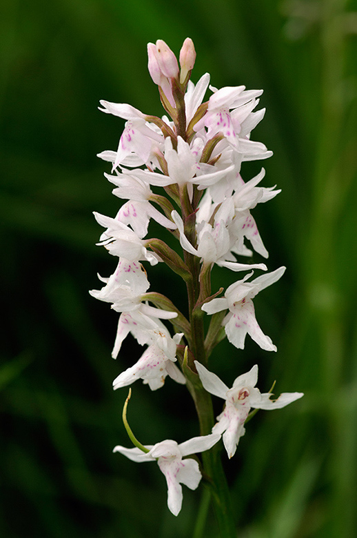 Dactylorhiza_fuchsii_LP0459_11_East_Chiltington