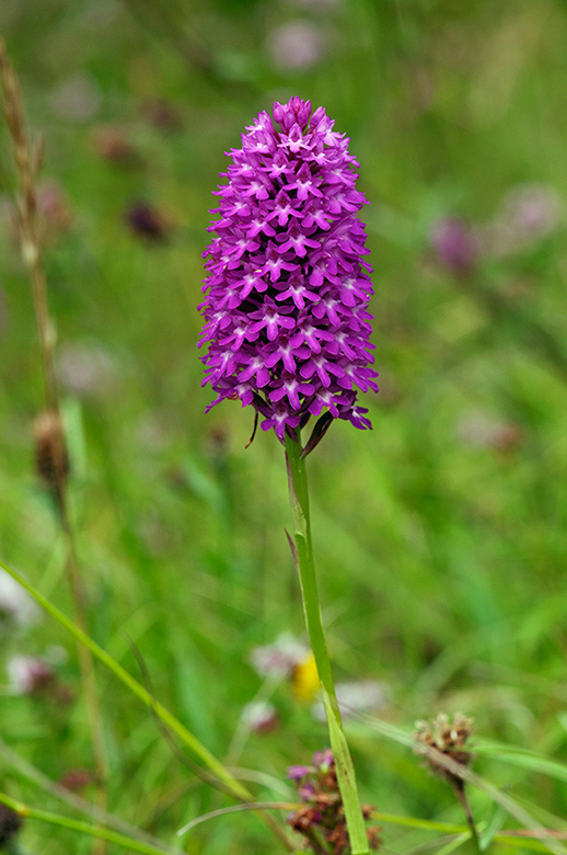 Anacamptis_pyramidalis_LP0539_08_Kenley