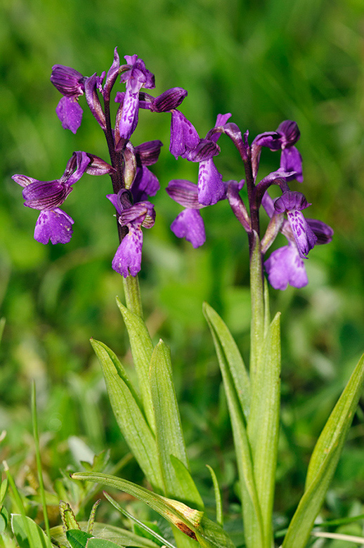 Anacamptis_morio_LP0566_03_Howell_Hill