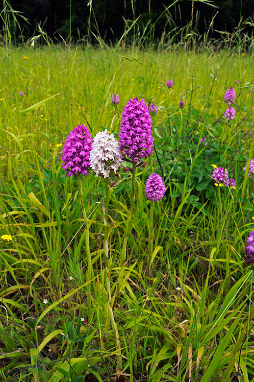 Anacamptis_pyramidalis_LP0373_27_Chipstead