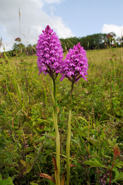 Anacamptis_pyramidalis_LP0372_75_Coulsdon