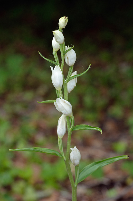 Cephalanthera_damasonium_LP0572_07_Priest_Hill