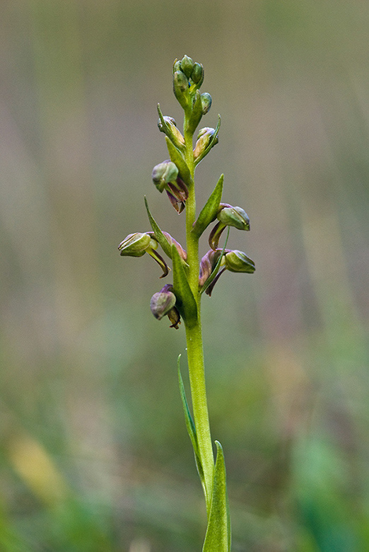 Coeloglossum_viride_LP0154_11_Guildford