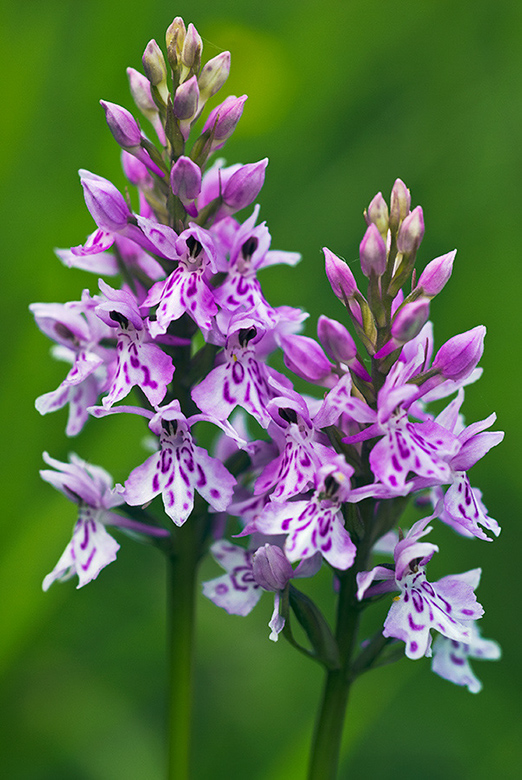 Dactylorhiza_fuchsii_LP0006_08_Box_Hill