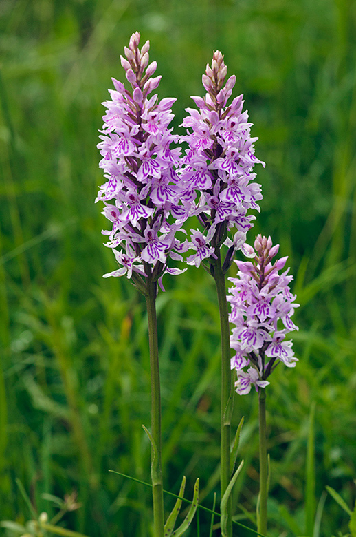 Dactylorhiza_fuchsii_LP0455_01_Kenley_Common