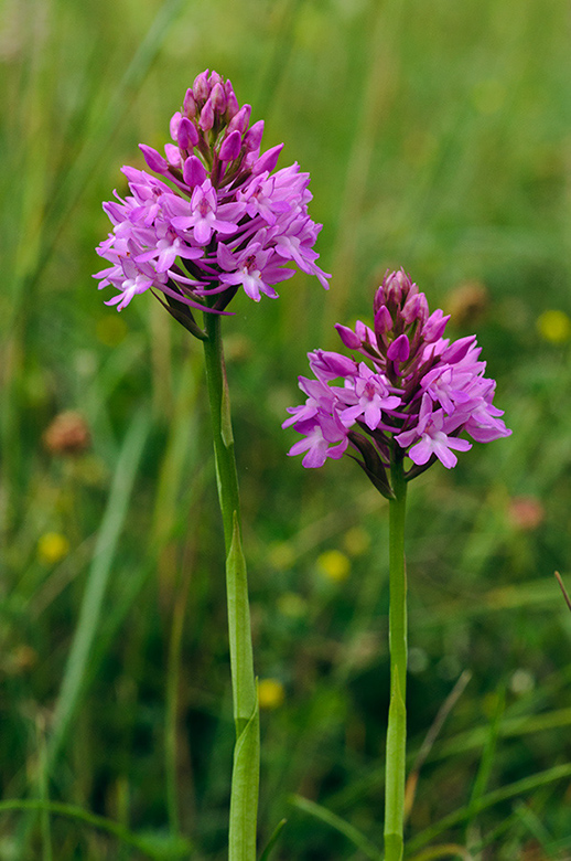 Anacamptis_pyramidalis_LP0681_56_Riddlesdown