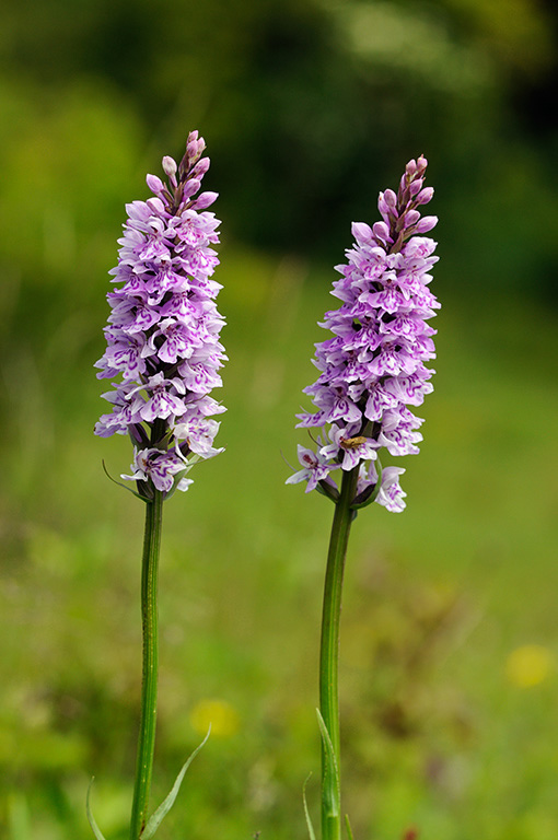 Dactylorhiza fuchsii_LP0316_67_Fraser_Down