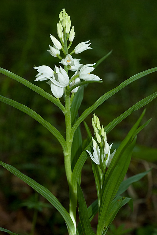 Cephalanthera_longifolia_LP0044_27_Chappets_Copse