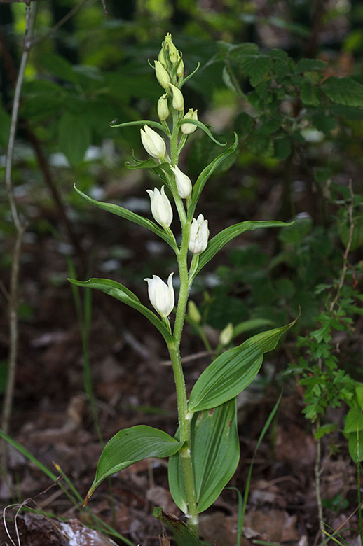 Cephalanthera_damasonium_LP0529_17_Howell_Hill