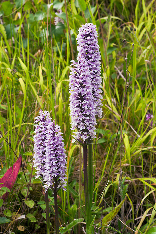 Dactylorhiza_fuchsii_LP0681_44_Riddlesdown