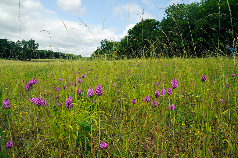 Anacamptis_pyramidalis_LP0373_20_Chipstead