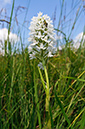 Anacamptis_pyramidalis_LP0318_36_Albury_Downs