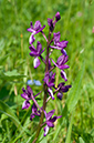 Anacamptis_laxiflora_LP0526_07_Wakehurst_Place