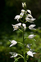 Cephalanthera_longifolia_LP0044_07_Chappets_Copse