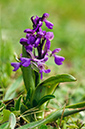 Anacamptis_morio_LP0521_23_Howell_Hill