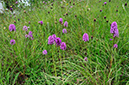 Anacamptis_pyramidalis_LP0539_03_Kenley