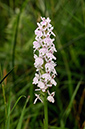 Dactylorhiza_fuchsii_LP0459_19_Ditchling