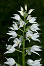 Cephalanthera_longifolia_LP0044_45_Chappets_Copse