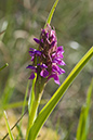 Dactylorhiza_incarnata_LP0132_44_Thursley