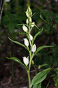 Cephalanthera_damasonium_LP0529_20_Howell_Hill