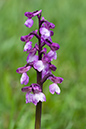 Anacamptis_morio_LP0124_05_Draycote