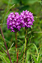 Anacamptis_pyramidalis_LP0539_05_Kenley