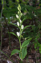 Cephalanthera_damasonium_LP0529_17_Howell_Hill