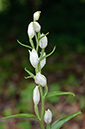 Cephalanthera_damasonium_LP0572_09_Priest_Hill