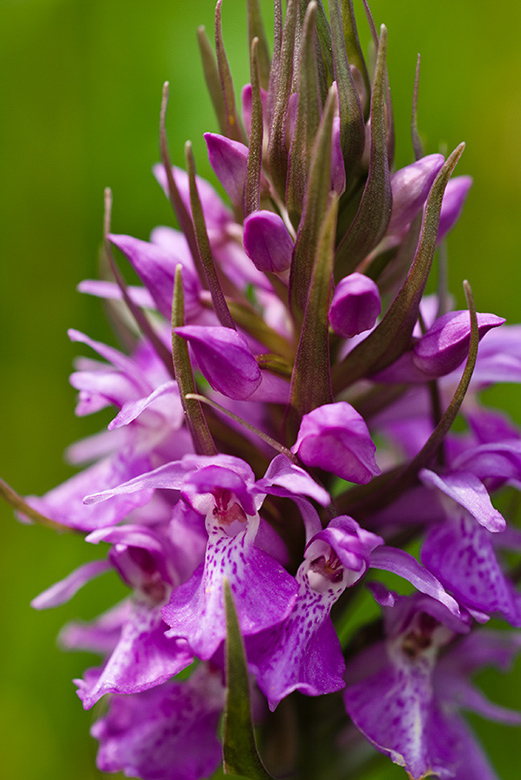 Dactylorhiza_praetermissa_LP0008_88_Sandwich