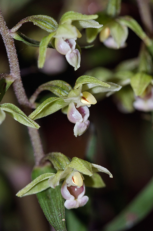 Epipactis_purpurata_LP0590_02_Banstead_Woods