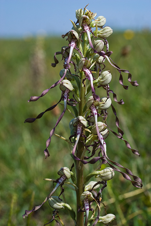 Himantoglossum_hircinum_LP0008_36_Sandwich