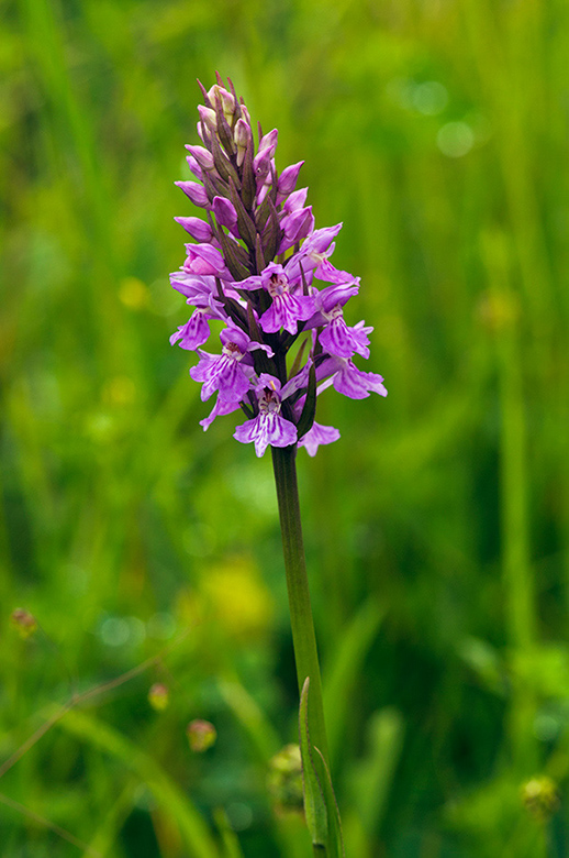 Dactylorhiza_x_grandis_LP0455_23_Kenley_Common