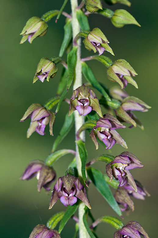 Epipactis_helleborine_LP0587_18_Titsey