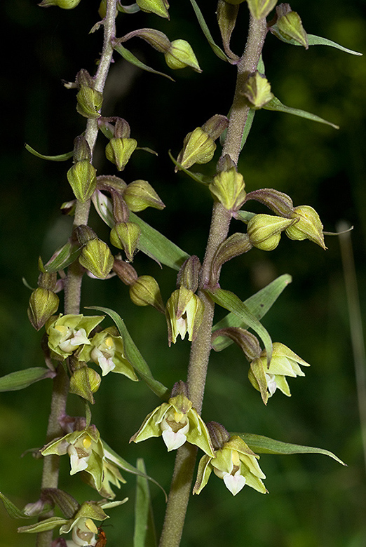 Epipactis_purpurata_LP0069_02_Box_Hill