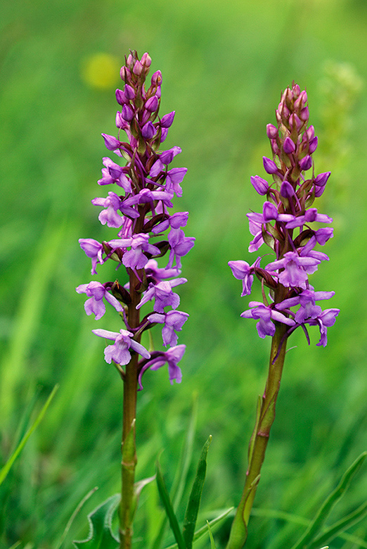 Gymnadenia_conopsea_LP0006_04_Box_Hill