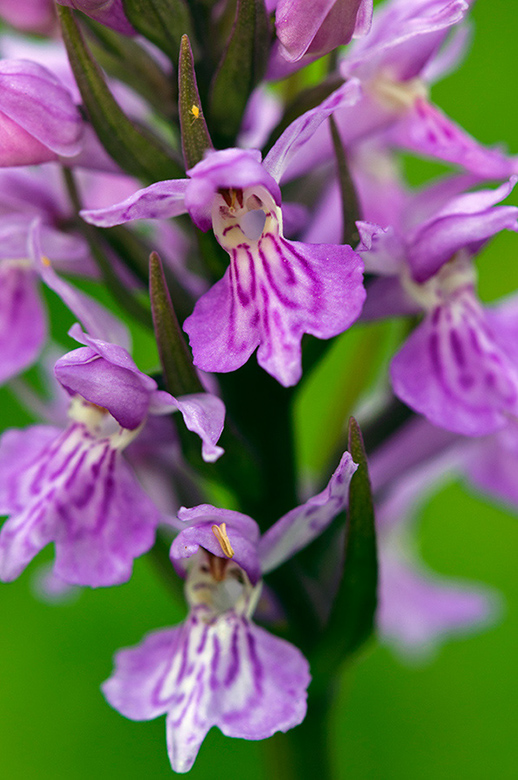 Dactylorhiza_x_grandis_LP0455_39_Kenley_Common