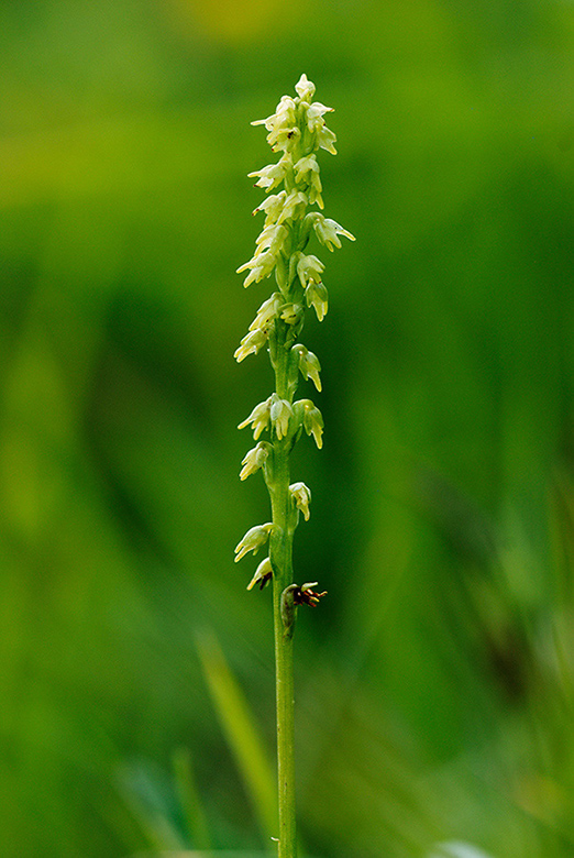 Herminium_monorchis_LP0153_02_Box_Hill