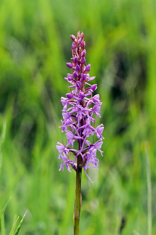 Gymnadenia_conopsea_LP0537_05_Box_Hill