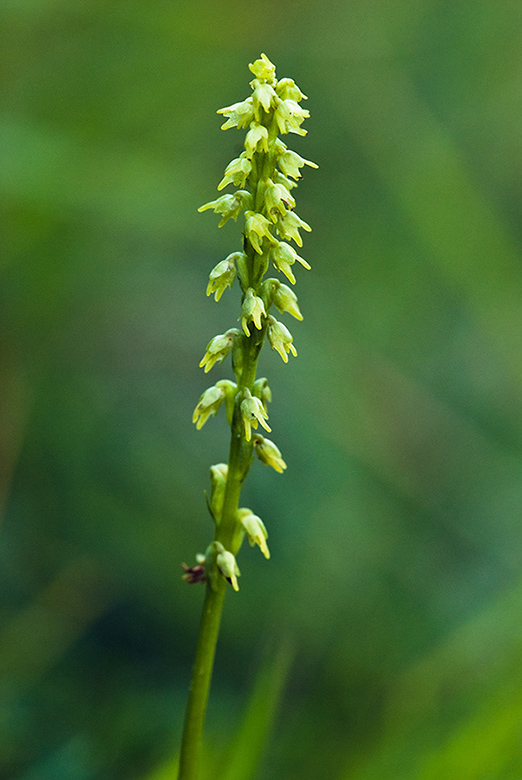 Herminium_monorchis_LP0153_04_Box_Hill