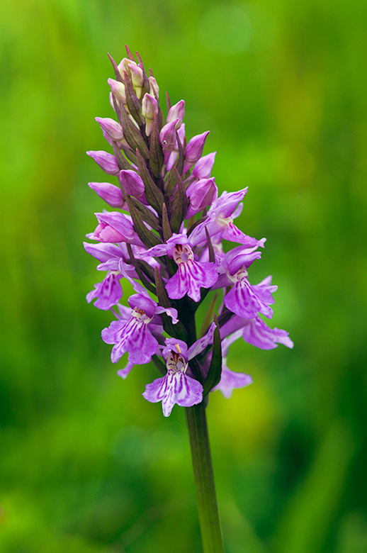 Dactylorhiza_x_grandis_LP0455_31_Kenley_Common