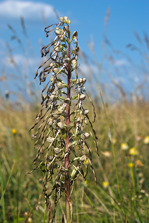 Himantoglossum_hircinum_LP0154_46_Guildford