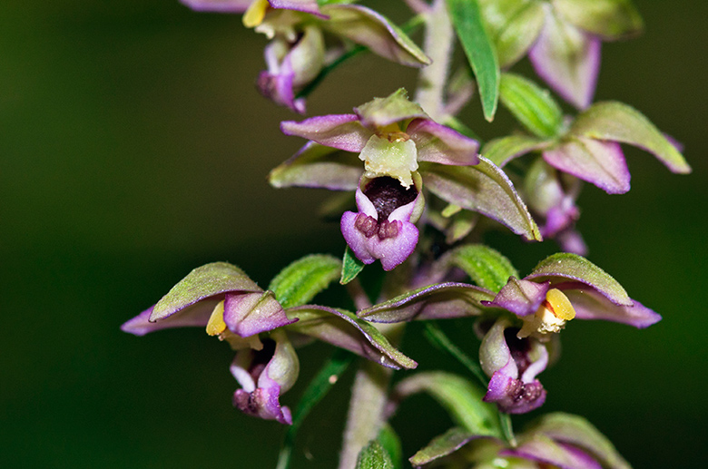 Epipactis_helleborine_LP0587_13_Titsey