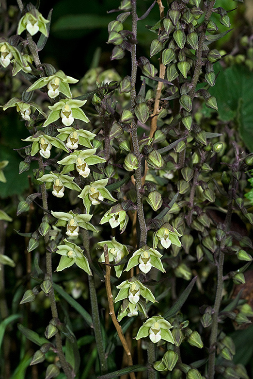 Epipactis_purpurata_LP0069_15_Box_Hill